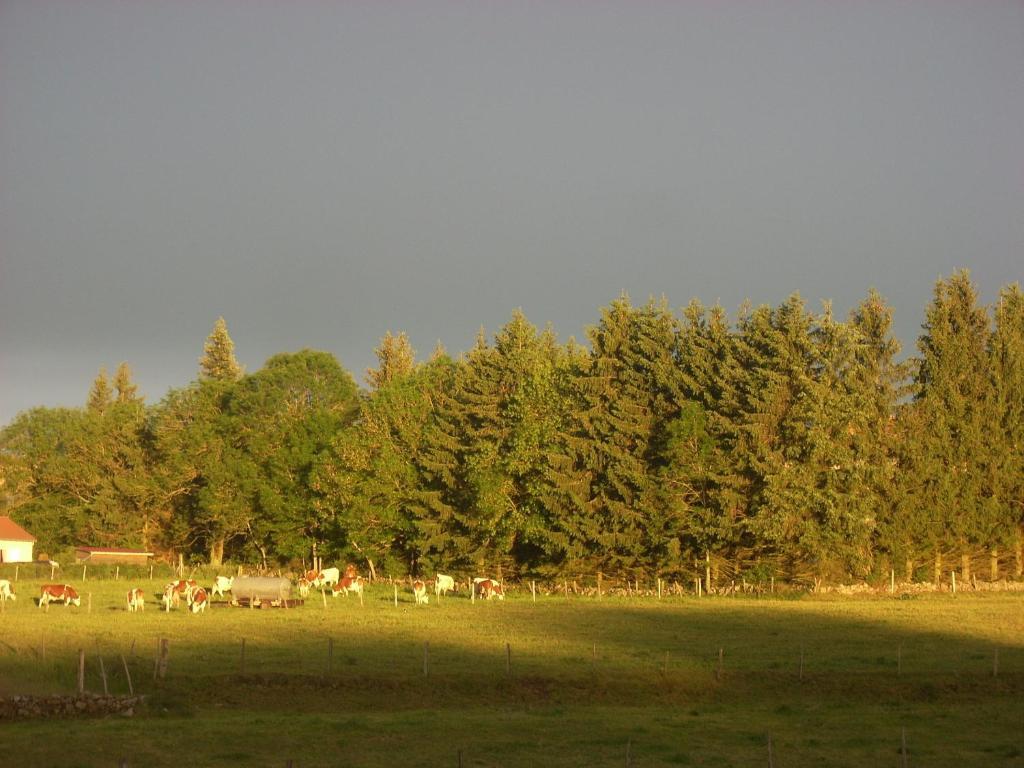 Les Roulottes De La Ferme Des Chanaux Saint-Julien-d'Ance 部屋 写真